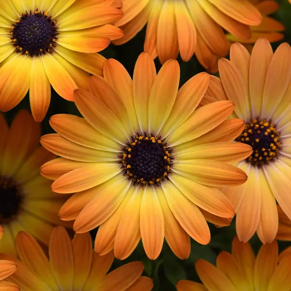 Osteospermum Sunshine Beauty Osteospermum Sunshine Beauty