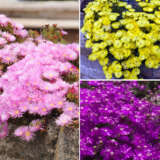 Pig Face Trio 2025 Colpfatri - Garden Express Australia