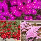 Pig Face Trio Jan 2026 Colpfatri - Garden Express Australia