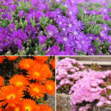 Pig Face Trio Nov 2025 Colpfatri - Garden Express Australia