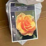 Rose Brandy Rose Brandy