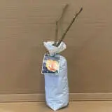 Rose Brandy Rose Brandy