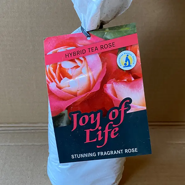 Rose Joy Of Life (pbr)