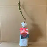 Rose Joy Of Life (pbr) Rose Joy Of Life (pbr)