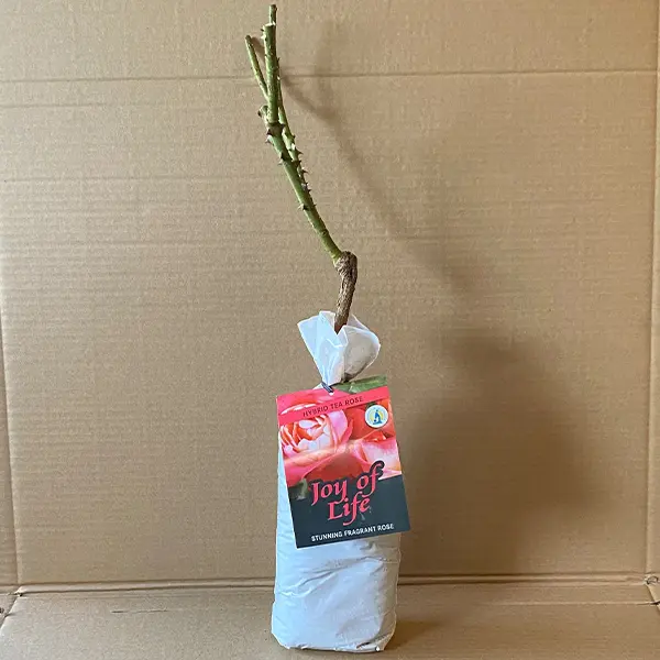 Rose Joy Of Life (pbr)