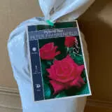 Rose Peter Frankenfeld Rose Peter Frankenfeld