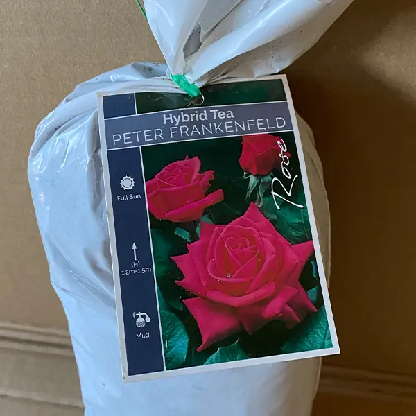 Rose Peter Frankenfeld