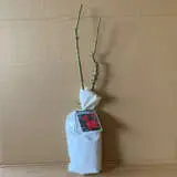 Rose Peter Frankenfeld Rose Peter Frankenfeld