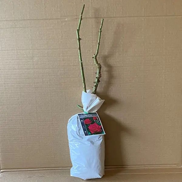 Rose Peter Frankenfeld