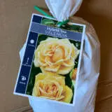 Rose Valencia Rose Valencia