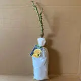 Rose Valencia Rose Valencia