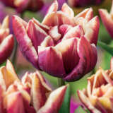 Tulip Wyndham Pktulwyn - Garden Express Australia