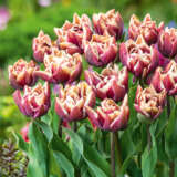 Tulip Wyndham Pktulwyn 2026 - Garden Express Australia