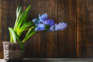 How to plant hyacinth bulbs