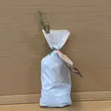 Rose Louisa Stone Rose Louisa Stone