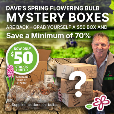 $50 Spring Flowering Bulb Mystery Box $50 Spring Flowering Bulb Mystery Box