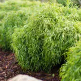 Acacia Fettuccini P14acafet - Garden Express Australia