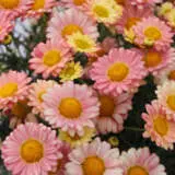 Argyranthemum Aramis Apricot P68argaap - Garden Express Australia