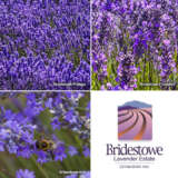 Lavender Bridestowe Sampler Trio X 3 Plants