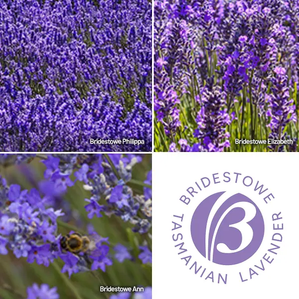 Lavender Bridestowe Sampler Trio X 3 Plants