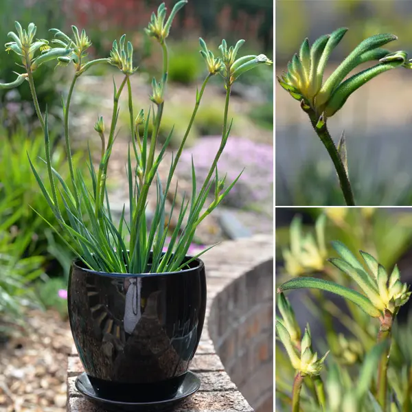 Bush Gems Celebrations Aussie Spirit Kangaroo Paw (pbr) 180mm