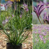 Bush Gems Celebrations Carnivale Kangaroo Paw (pbr) Bush Gems Celebrations Carnivale Kangaroo Paw (pbr)