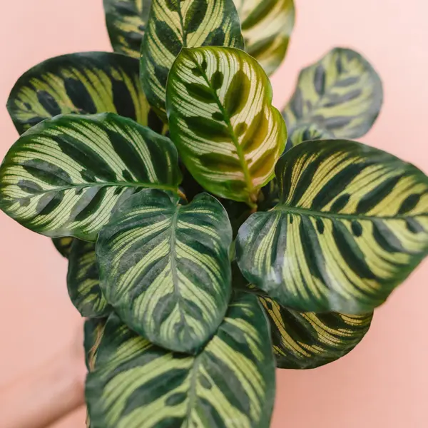 Calathea Makoyana Peacock Plant