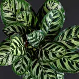 Calathea Collection Calathea Collection