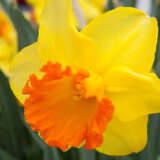 Daffodil Early Flame Pkdafefl - Garden Express Australia