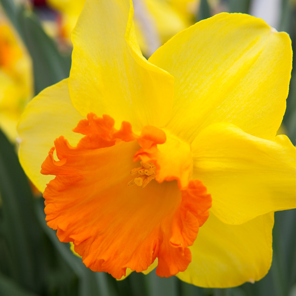 Daffodil Early Flame Garden Express