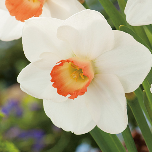 Daffodil Fragrant Rose