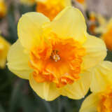 Daffodil Mirar Pkdafmir - Garden Express Australia