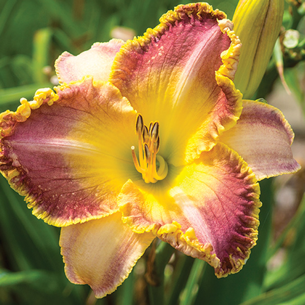 Daylily Maleny Magic Garden Express