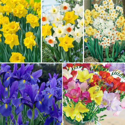 Flower Fest Value Pack Bundle 23 Vpbundle - Garden Express Australia