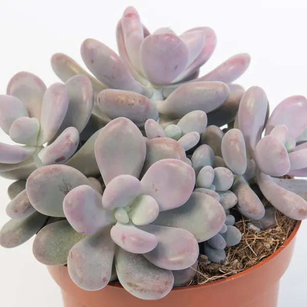 Pachyphytum Lavender Pebbles