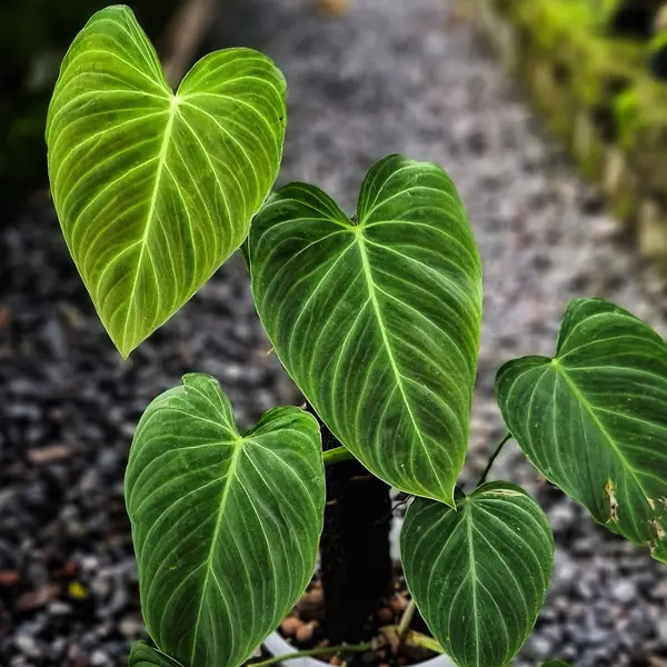 Philodendron Splendid