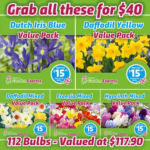 Flower Fest Value Pack Bundle