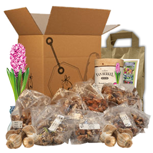 Mystery Box 2 Spring Bulb Pack