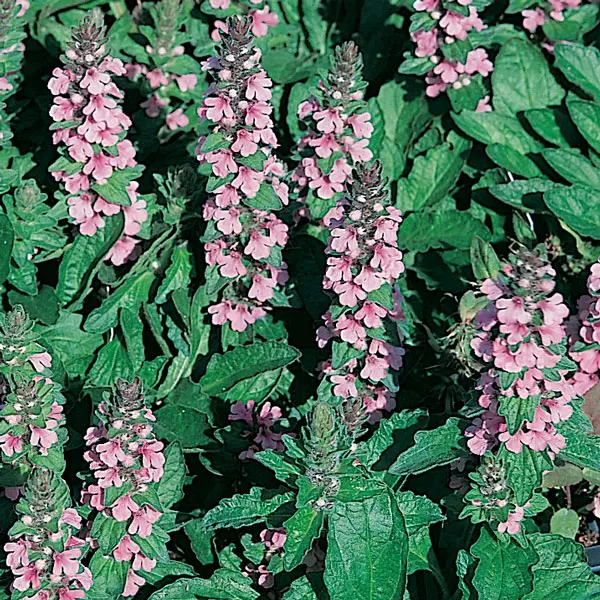 Ajuga Pink Elf