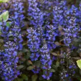 Ajuga Purpurea Lpoajupup - Garden Express Australia