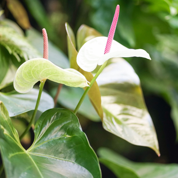 Anthurium White Heart - Garden Express
