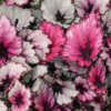 Begonia Rex Kotobuki P10begkot - Garden Express Australia