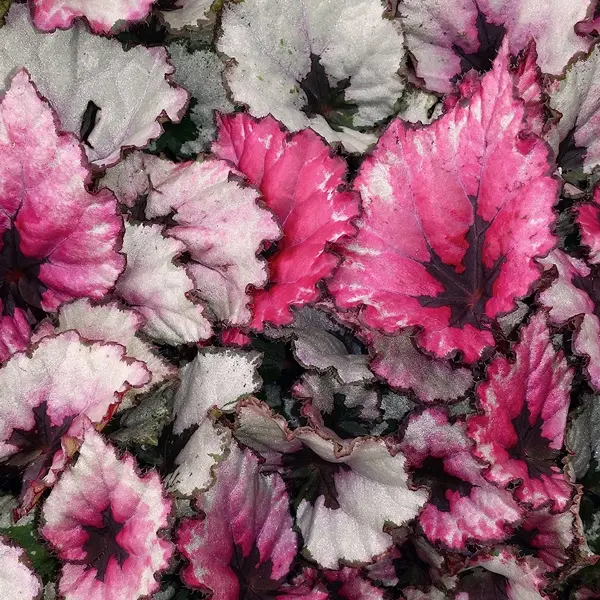 Begonia Rex Kotobuki