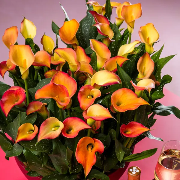 Calla Lily Morning Sun