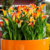 Calla Lily Morning Sun Pkcalmsu 2025 - Garden Express Australia