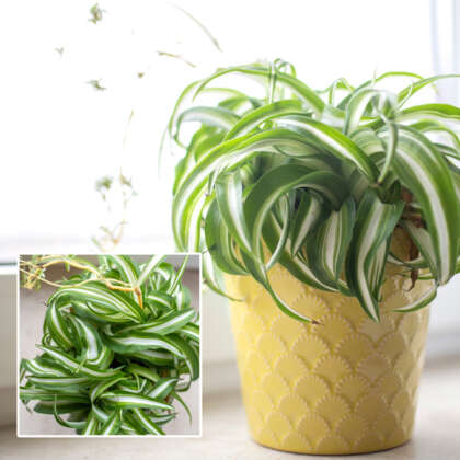 Chlorophytum Curly Spider Plant P13chlcsp - Garden Express Australia