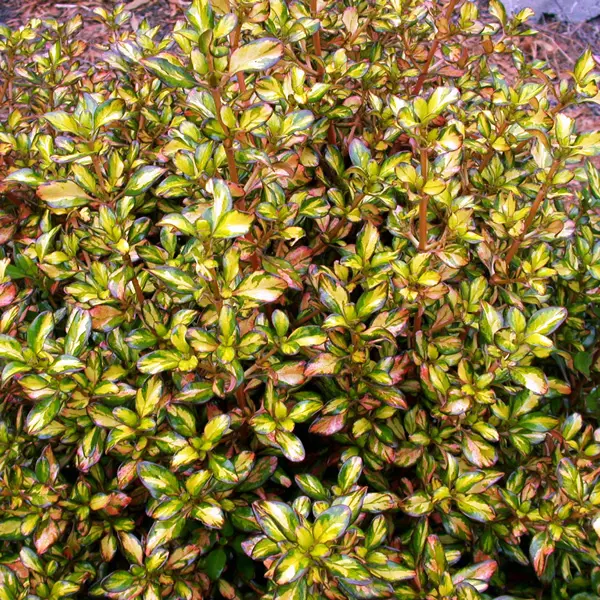 Coprosma Evening Glow Coprosma Evening Glow