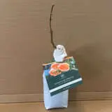 David Austin Rose Dame Judi Dench (pbr) David Austin Rose Dame Judi Dench (pbr)