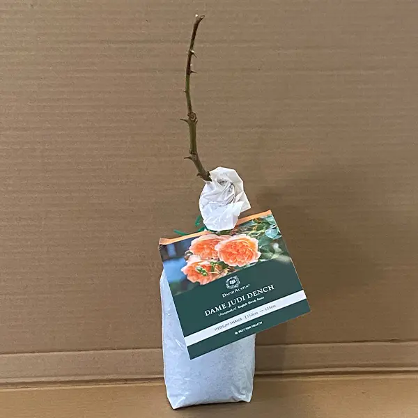 David Austin Rose Dame Judi Dench (pbr)