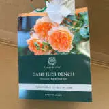 David Austin Rose Dame Judi Dench (pbr) David Austin Rose Dame Judi Dench (pbr)